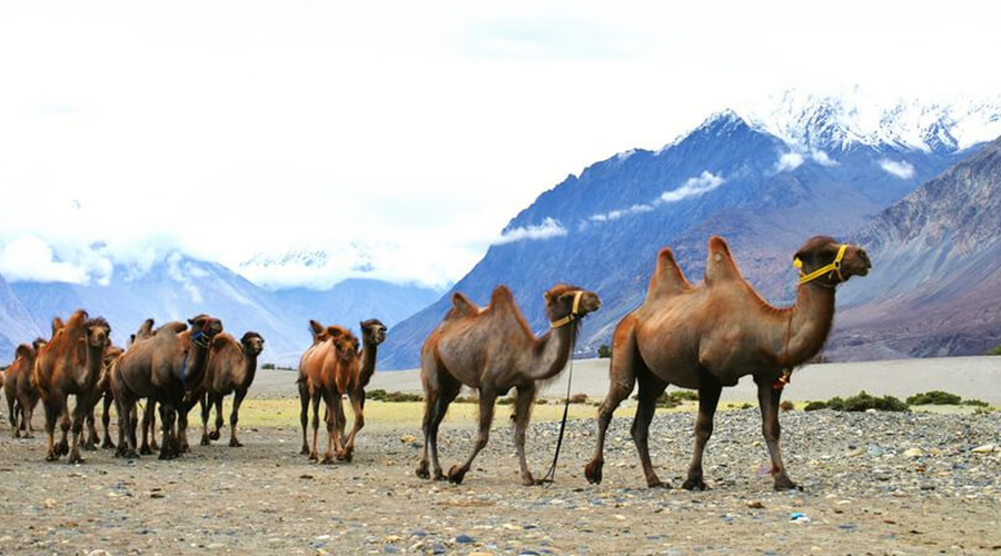 Camel Safari Leh Ladakh